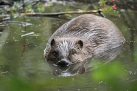 Beavers thrive at Argaty