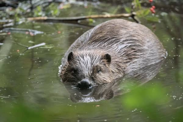 Beavers thrive at Argaty