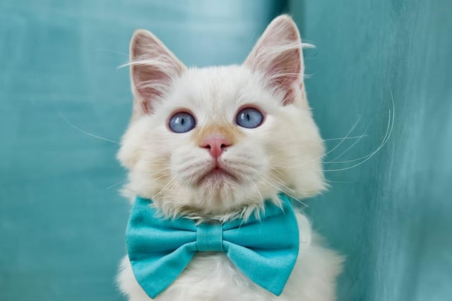 The Ragdoll cat breed loves to make new friends. They've been known to be able to be taught how to play fetch and have very dog like personalities - so can make good companions with dogs in the home! They are also SUPER cute.