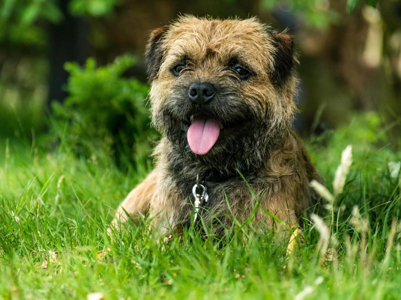 The Border Terrier is an active, adaptable breed which can live in the country or city. Originally bred for fox hunting on the border between Northumberland and Scotland, these dogs are loving, easily trained, and their wiry coat is hypoallergenic:.