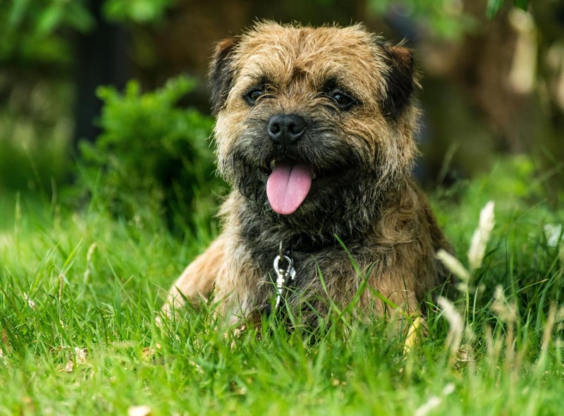 The Border Terrier is an active, adaptable breed which can live in the country or city. Originally bred for fox hunting on the border between Northumberland and Scotland, these dogs are loving, easily trained, and their wiry coat is hypoallergenic:.