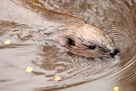 The number of beavers in Scotland has been increasing dramatically, according to a new study (Picture: Lorne Gill/NatureScot/PA Wire)