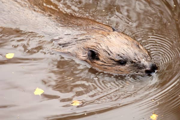 The number of beavers in Scotland has been increasing dramatically, according to a new study (Picture: Lorne Gill/NatureScot/PA Wire)