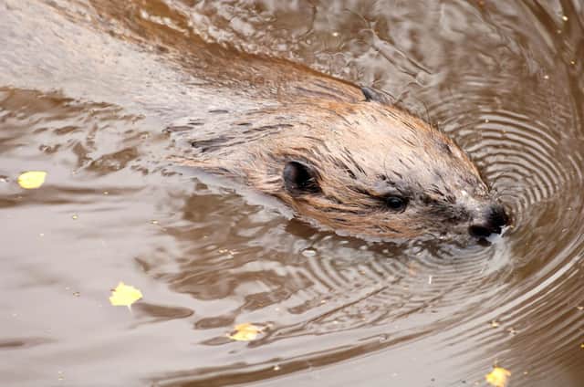 The number of beavers in Scotland has been increasing dramatically, according to a new study (Picture: Lorne Gill/NatureScot/PA Wire)