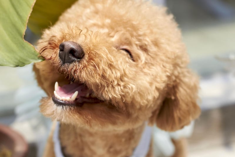 Friendly, loyal, and easily trainable, poodles are known as great canine companions. Miniature poodles can, occasionally, have slightly shorter tempers than larger ones, but all things considered, they’ll bring a heart-warming energy to the workplace. Plus, that beautiful coat doesn’t shed as much as you might expect, giving you one less thing to worry about.