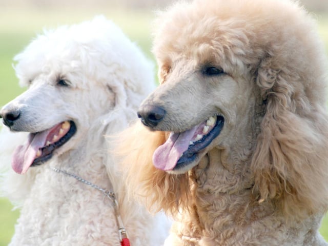 The average Poodle will cost £19,233 over its lifetime - that's £121 a month.