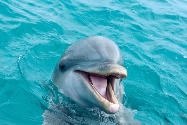 A tourist who presumably needed Dr Dolittle instead of a hotel employee at the Helensburgh Travelodge, made the tricky request: "Can you arrange for us to swim with the dolphins at 2.30 this afternoon? It is an anniversary present for my husband."