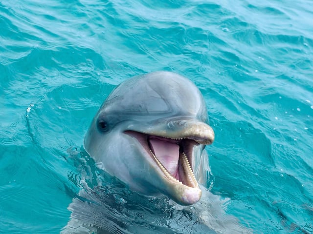 A tourist who presumably needed Dr Dolittle instead of a hotel employee at the Helensburgh Travelodge, made the tricky request: "Can you arrange for us to swim with the dolphins at 2.30 this afternoon? It is an anniversary present for my husband."