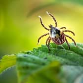Ticks don’t fly or jump – they crawl onto you when you brush against them in environments like forests or long grass, and heather