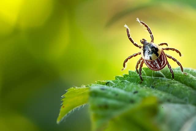 Ticks don’t fly or jump – they crawl onto you when you brush against them in environments like forests or long grass, and heather
