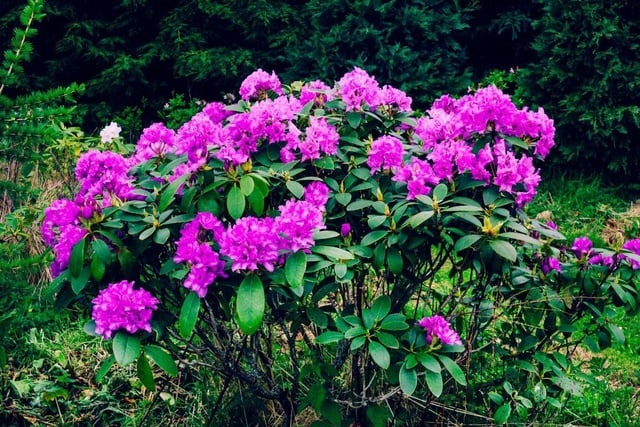 Growing to considerable heights, the Rhododendron Ponticum is another invasive plant on the list; it will even compete with other plants for a little bit of sunlight! The plant has evergreen leaves and large clusters of pink or purple flowers, and is poisonous to vegetation and wildlife. It is difficult to eradicate once established, making it even more important to avoid growing it, otherwise you could face a £5,000 fine.
