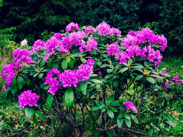Growing to considerable heights, the Rhododendron Ponticum is another invasive plant on the list; it will even compete with other plants for a little bit of sunlight! The plant has evergreen leaves and large clusters of pink or purple flowers, and is poisonous to vegetation and wildlife. It is difficult to eradicate once established, making it even more important to avoid growing it, otherwise you could face a £5,000 fine.