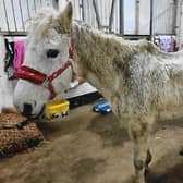 One the ponies involved in the case. (Scottish SPCA)