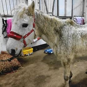 One the ponies involved in the case. (Scottish SPCA)