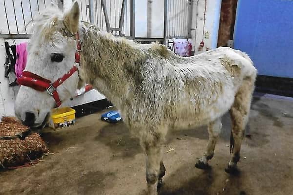 One the ponies involved in the case. (Scottish SPCA)