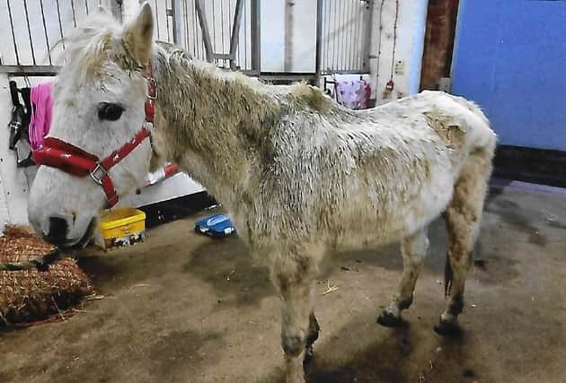 One the ponies involved in the case. (Scottish SPCA)