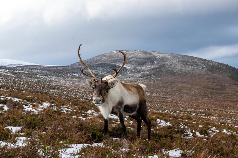 This national park covers an area of 2,000 square miles of land making it an  unbeatable place to connect to the great outdoors. Here you can also find the Cairngorm Reindeer Herd which is Britain's only free-ranging herd of reindeer, reportedly they're quite friendly!