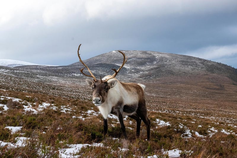 This national park covers an area of 2,000 square miles of land making it an unbeatable place to connect to the great outdoors. Here you can also find the Cairngorm Reindeer Herd which is Britain's only free-ranging herd of reindeer, reportedly they're quite friendly!