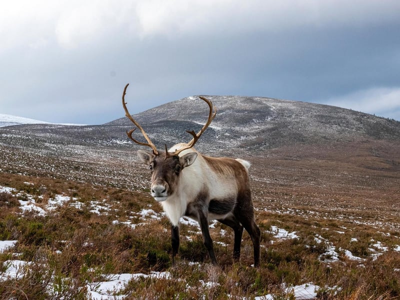 This national park covers an area of 2,000 square miles of land making it an  unbeatable place to connect to the great outdoors. Here you can also find the Cairngorm Reindeer Herd which is Britain's only free-ranging herd of reindeer, reportedly they're quite friendly!