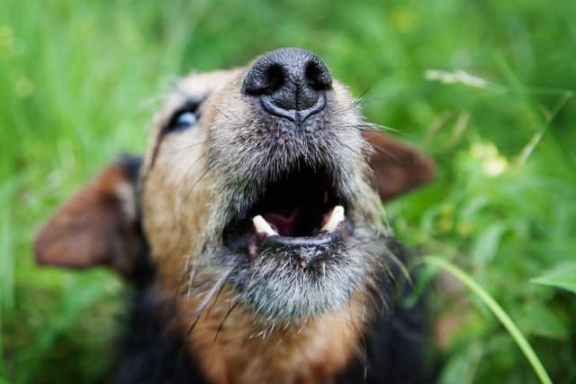 Some breeds of dog are more liable to bark, growl and howl than others.