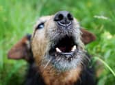 Some breeds of dog are more liable to bark, growl and howl than others.