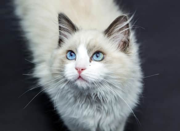 World's most popular cat breeds