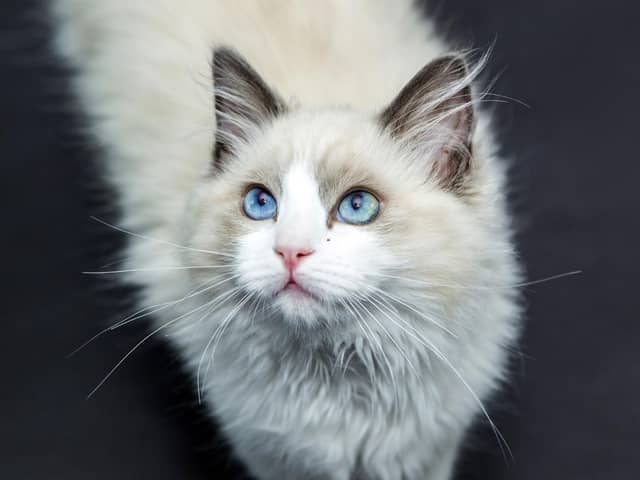 These 10 gorgeous cats are reported to be some of the world's most popular. Cr: Getty Images/Canva Pro