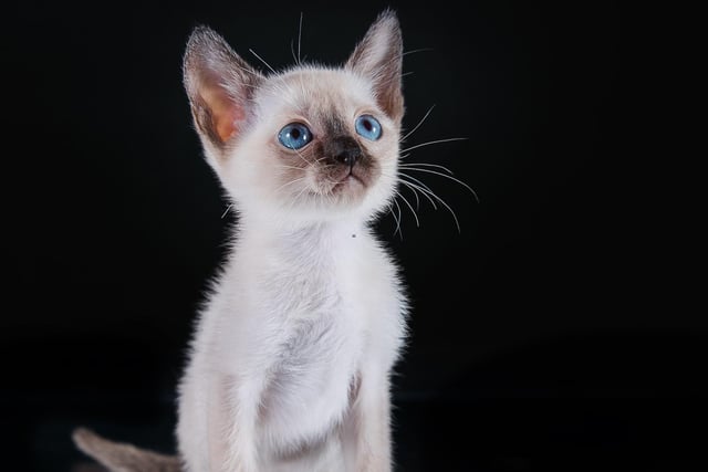This social and energetic cat breed can bond well with dogs due to their friendly - sometimes goofy - nature, which allows other household pets to bond a little easier. Just look at those gorgeous blue eyes.