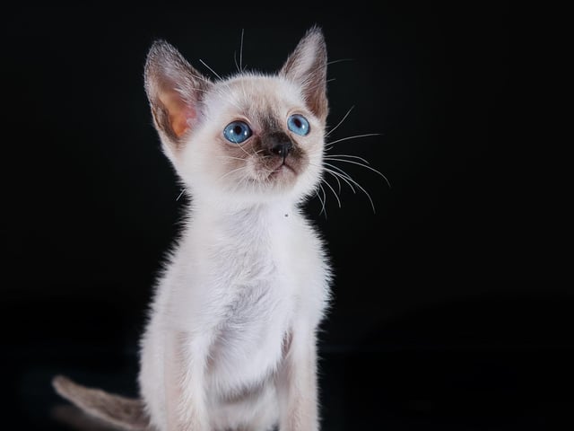 This social and energetic cat breed can bond well with dogs due to their friendly - sometimes goofy - nature, which allows other household pets to bond a little easier. Just look at those gorgeous blue eyes.