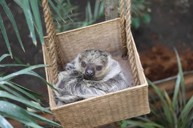 My turn: Moana - nicknamed Mo - gets a shot of the basket too.