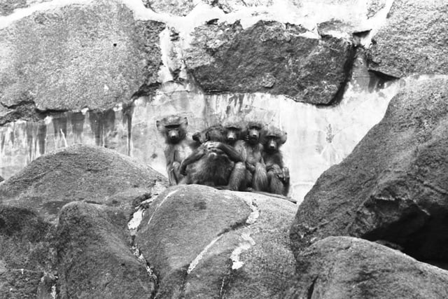 A family of Anubis baboons arrived at Edinburgh Zoo in May 1966.