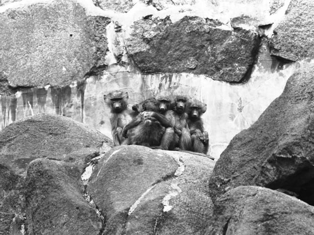 A family of Anubis baboons arrived at Edinburgh Zoo in May 1966.
