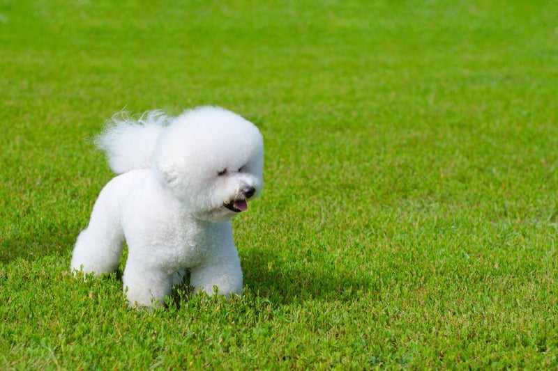 Naturally cocky, there's little that a city can throw at a Bichon Frise that will phase them. Their compact size, meanwhile, means that much of their daily exercise can be done indoors.