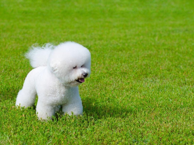 Naturally cocky, there's little that a city can throw at a Bichon Frise that will phase them. Their compact size, meanwhile, means that much of their daily exercise can be done indoors.