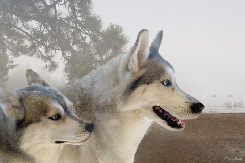 Huskies can have black, brown or - unusually for dogs - piercing blue eyes. It is also fairly common for Huskies to have  heterochromia - meaning each eye is a completely different colour.