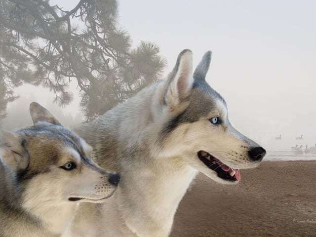 Huskies can have black, brown or - unusually for dogs - piercing blue eyes. It is also fairly common for Huskies to have heterochromia - meaning each eye is a completely different colour.