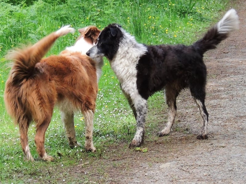 Another empathic herding breed, the Border Collie quickly develops very close relationships with other dogs in its household and is also happy to socialise with new friends.
