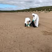 The council have cleared hundreds of dead seabirds over the last few days.