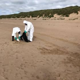 The council have cleared hundreds of dead seabirds over the last few days.