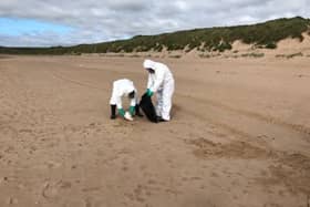 The council have cleared hundreds of dead seabirds over the last few days.