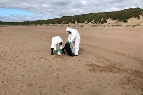 The council have cleared hundreds of dead seabirds over the last few days.