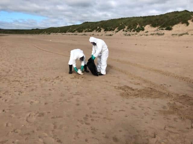 The council have cleared hundreds of dead seabirds over the last few days.