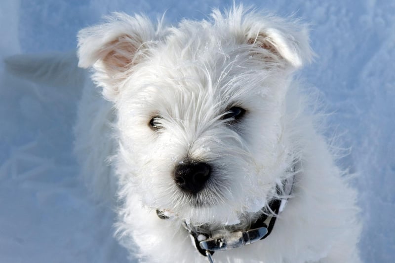Be careful taking your Westie out for long summer walks - they are one of the breeds of dog most at risk of getting sunburnt. A touch of sunscreen - particularly behind the ears - can prevent painful red skin.