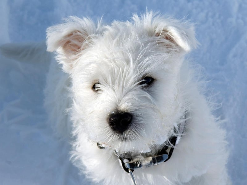 Be careful taking your Westie out for long summer walks - they are one of the breeds of dog most at risk of getting sunburnt. A touch of sunscreen - particularly behind the ears - can prevent painful red skin.
