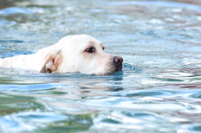 The first dog to appear on the cover of Life magazine was a black Lab called 'Blind of Arden' in 1938. He was owned by Averell Harriman, who would become the 48th Governor of New York, and featured in the magazine after winning the title of 'Number 1 US Retriever' at a major American dog show.