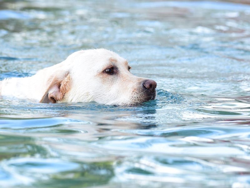 The first dog to appear on the cover of Life magazine was a black Lab called 'Blind of Arden' in 1938. He was owned by Averell Harriman, who would become the 48th Governor of New York, and featured in the magazine after winning the title of 'Number 1 US Retriever' at a major American dog show.