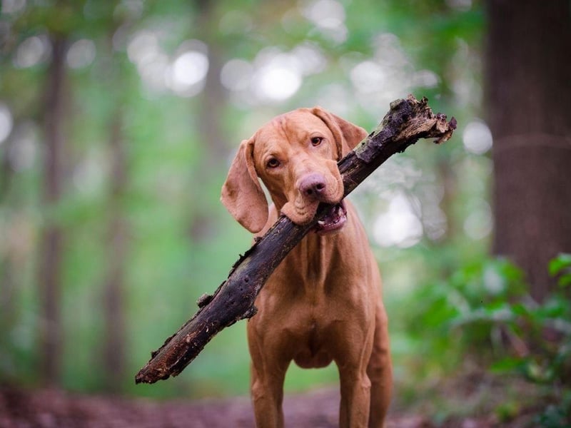 The Vizsla, a breed originally from Hungary, are known as the ultimate in 'velcro dogs' as they stick so closely to their owner's side. They hate being left alone for even a short while.