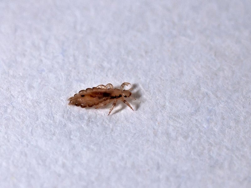 An example of the standard Habbie, or ‘Burns stanza’, which Burns used for more than 50 of his works, the subject of 'To a Louse, On Seeing one on a Lady's Bonnet at Church' is self-explanatory. Burns notes that the louse is unable to see how important its host is, before musing on how disgusted the church-goer would be to discover the presence of the parasite.