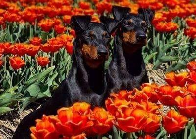 Nicknamed the 'Gentleman's Terrier' in Victoria times, the Manchester Terrier was developed from crossing the Black and Tan Terrier and the Whippet. Its talent for eradicating vermin made it highly prized in 19th-century rat-infested Manchester.