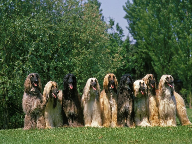 The gorgeous Afghan Hound is the supermodel of the dog world - and just as aloof as a millionaire catwalk star. In short, they think they own their human.